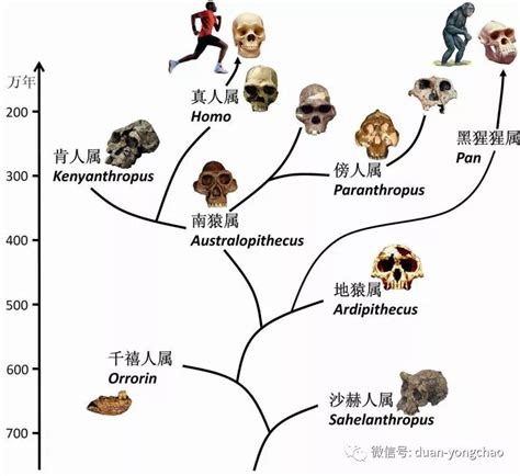 能人意思|人科动物